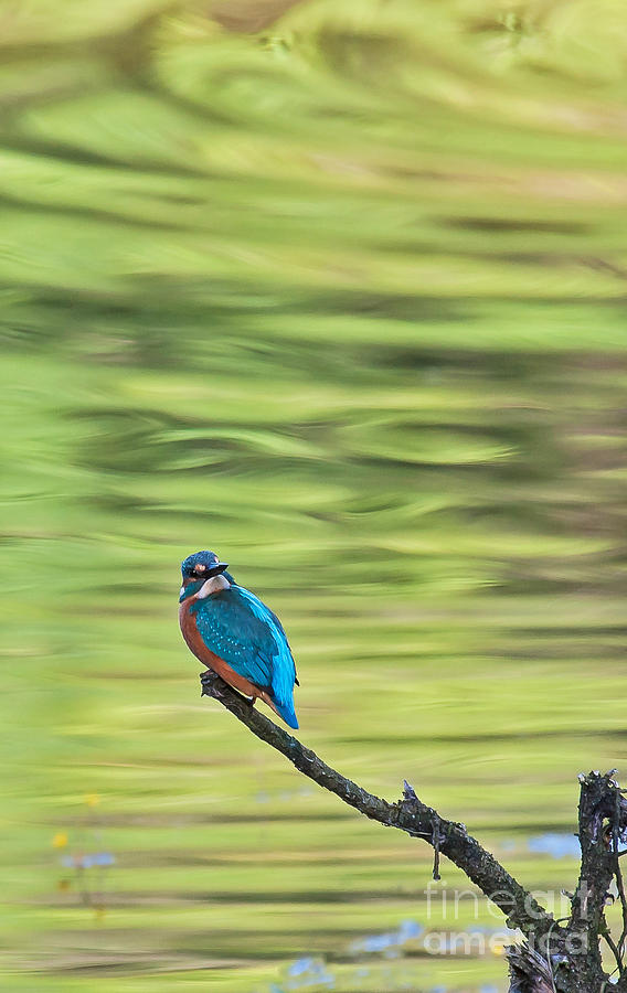 Common Kingfisher Photograph by Jean-Luc Baron