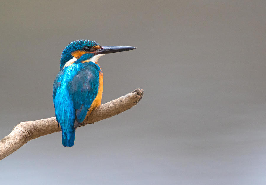 Common Kingfisher Photograph by Max Waugh