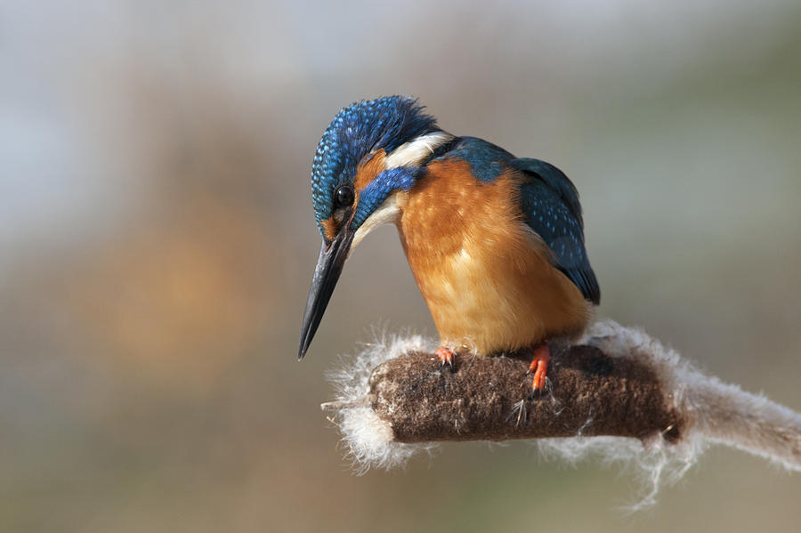 Common Kingfisher On Cattail Photograph by Duncan Usher