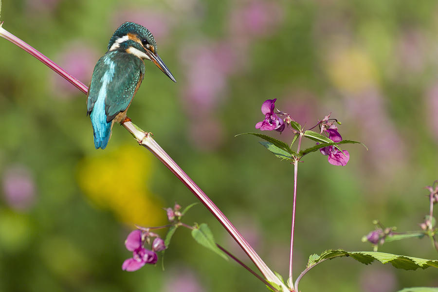 Common Kingfisher On Himalayan Balsam Photograph by Duncan Usher