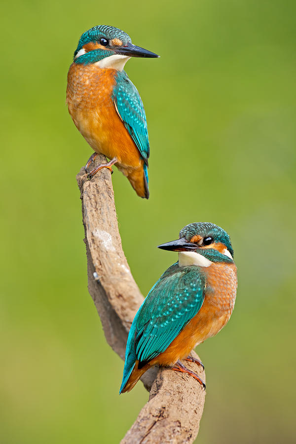 Common Kingfisher Pair Germany Photograph by Thomas Hinsche