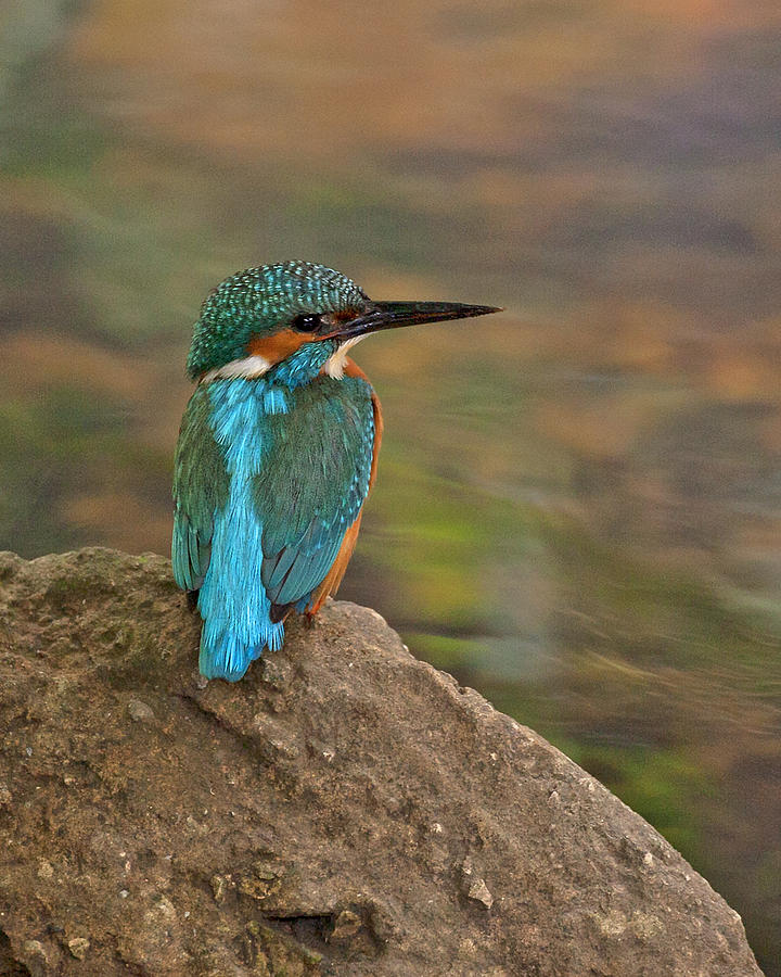 Common Kingfisher Photograph by Paul Scoullar