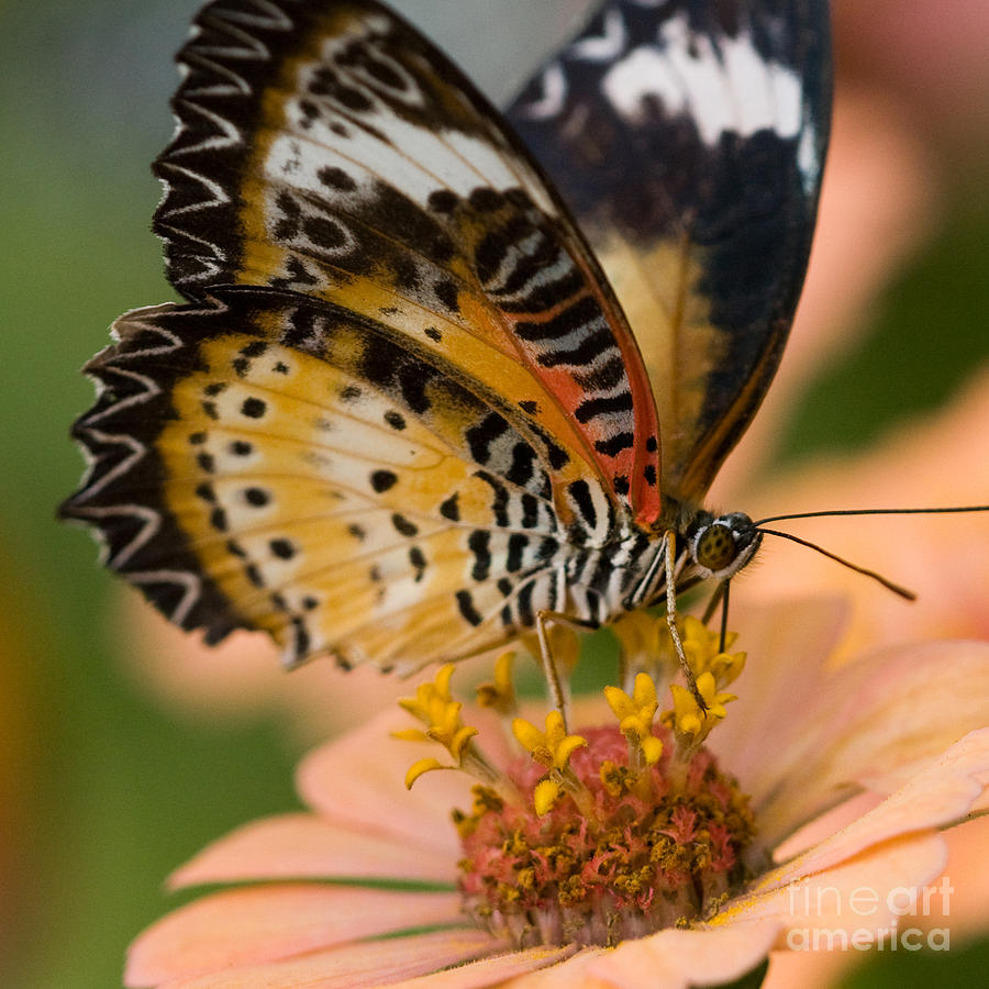 Common Lacewing Butterfly Photograph by Chris Scroggins