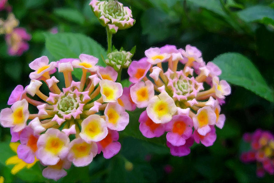 Common Lantana Flower Painting By Jeelan Clark - Fine Art America