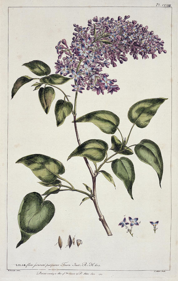 Common Lilac (syringa Vulgaris) Photograph by Natural History Museum ...