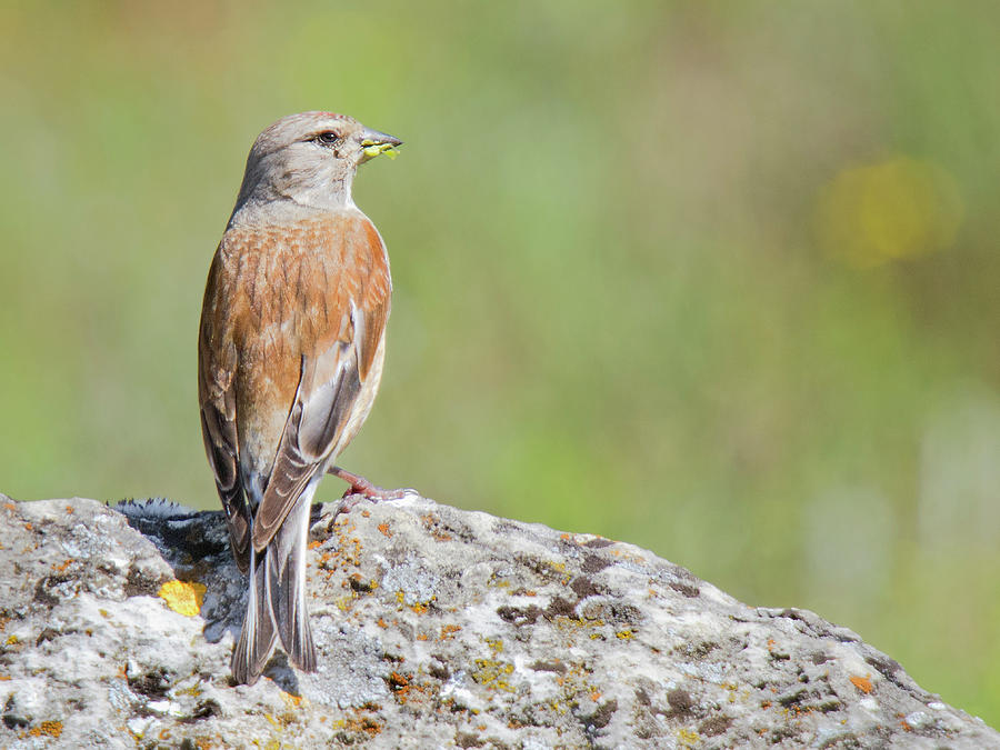 Common Linnet Carduelis Cannabina Photograph by By Mediotuerto