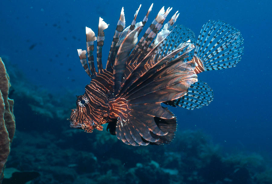 Common Lionfish Photograph by Andrew J. Martinez