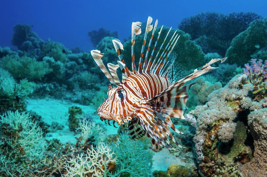 Common Lionfish Photograph by Georgette Douwma - Fine Art America