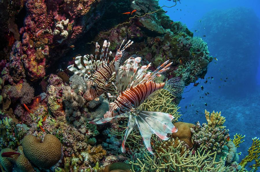 Fish Photograph - Common Lionfish by Georgette Douwma/science Photo Library