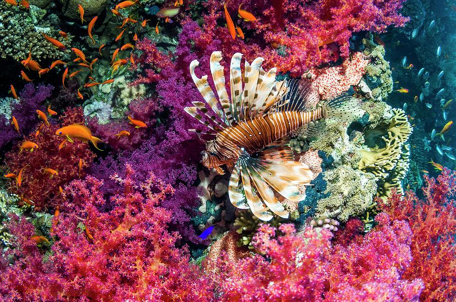 Common Lionfish Hunting A Reef Photograph by Georgette Douwma | Fine ...