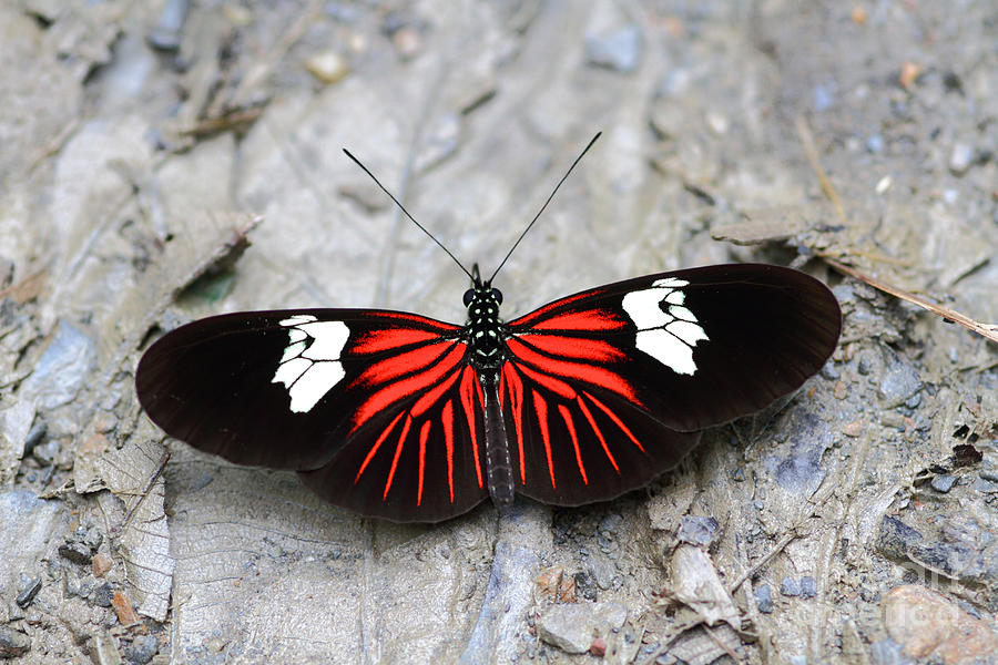 Common Longwing butterfly Photograph by James Brunker