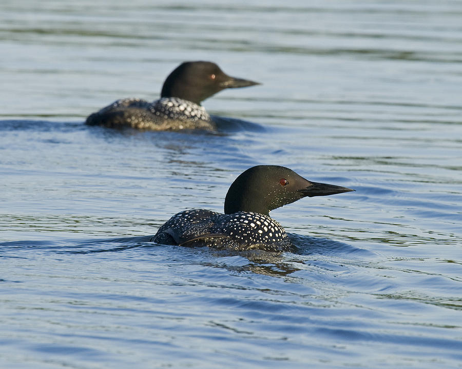 CommonLoon-0006 Photograph by Eric Mace | Fine Art America
