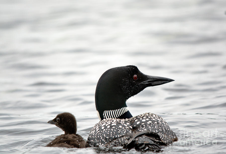 Common Loon and Baby Photograph by Cheryl Baxter