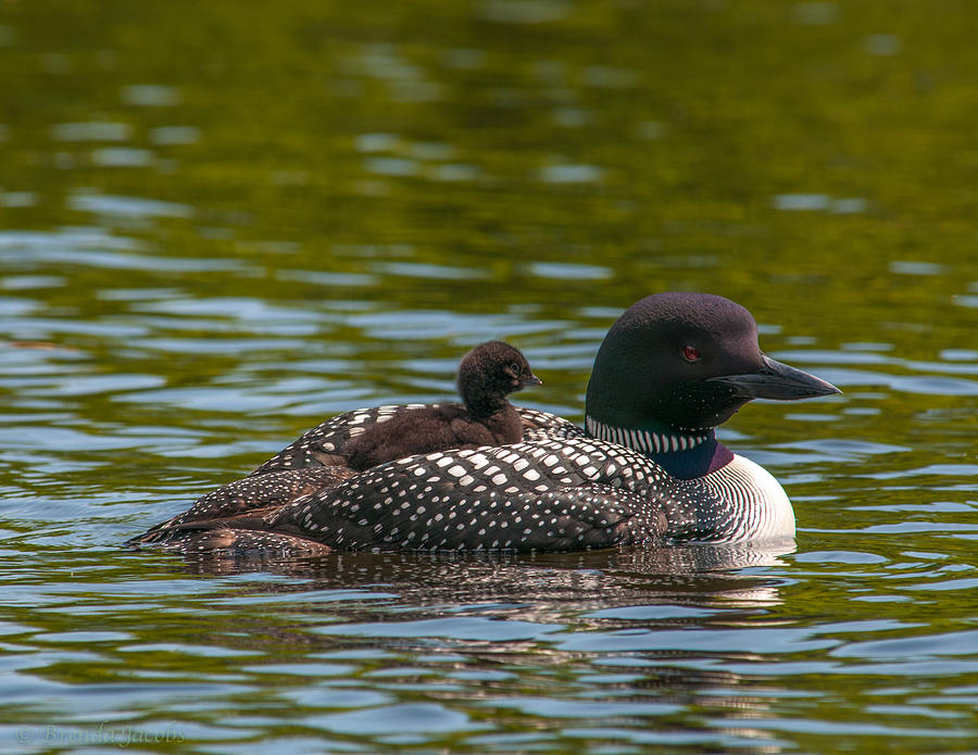 Common Loon and Her Chick Photograph by Brenda Jacobs