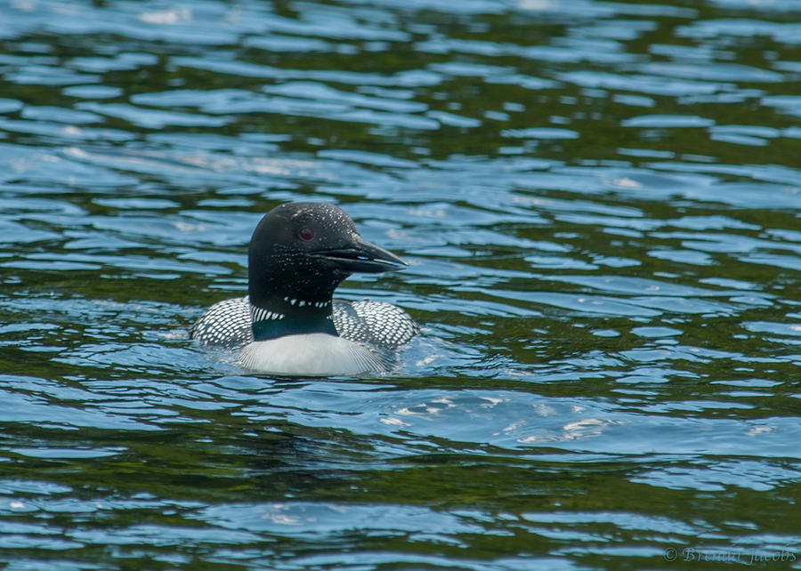 Common Loon Photograph by Brenda Jacobs