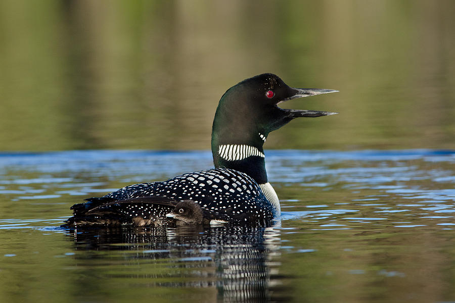 Common Loon Calling Photograph by Thomas And Pat Leeson