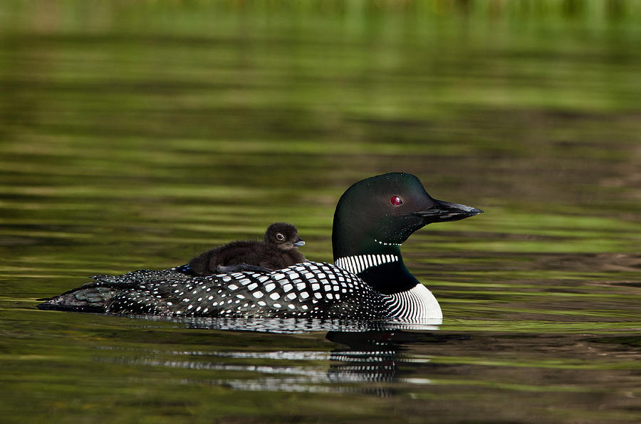 Common Loon Carrying Chick Photograph by Thomas And Pat Leeson - Fine ...