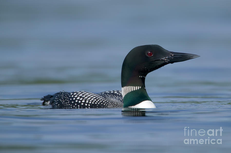 Common Loon Photograph by Clarence Holmes