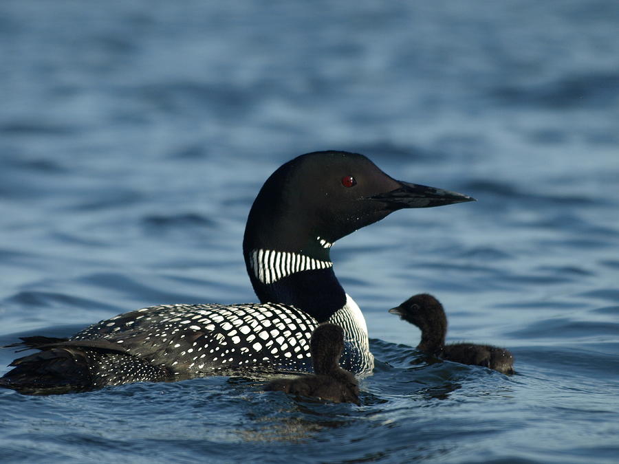 Bird Photograph - Common Loon Family by James Peterson