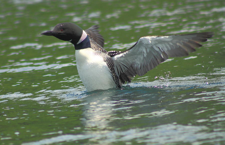 Common Loon Flapping Wings Photograph by John Burk