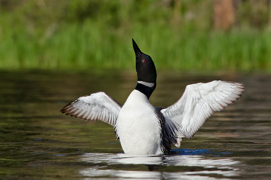 Common Loon Flapping Wings Photograph by Thomas And Pat Leeson - Fine ...