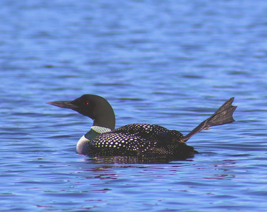 Common Loon Foot Wave Photograph by Mike Eckersley - Fine Art America