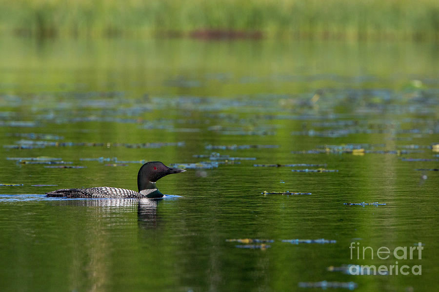 Loon Photograph - Common Loon Gavia Immer by Linda Freshwaters Arndt