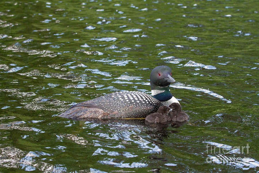 Common Loon Gavia Immer With Young Photograph by Linda Freshwaters Arndt