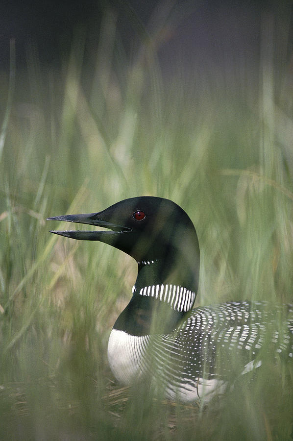 Common Loon Incubating Eggs On Nest Photograph by Michael Quinton