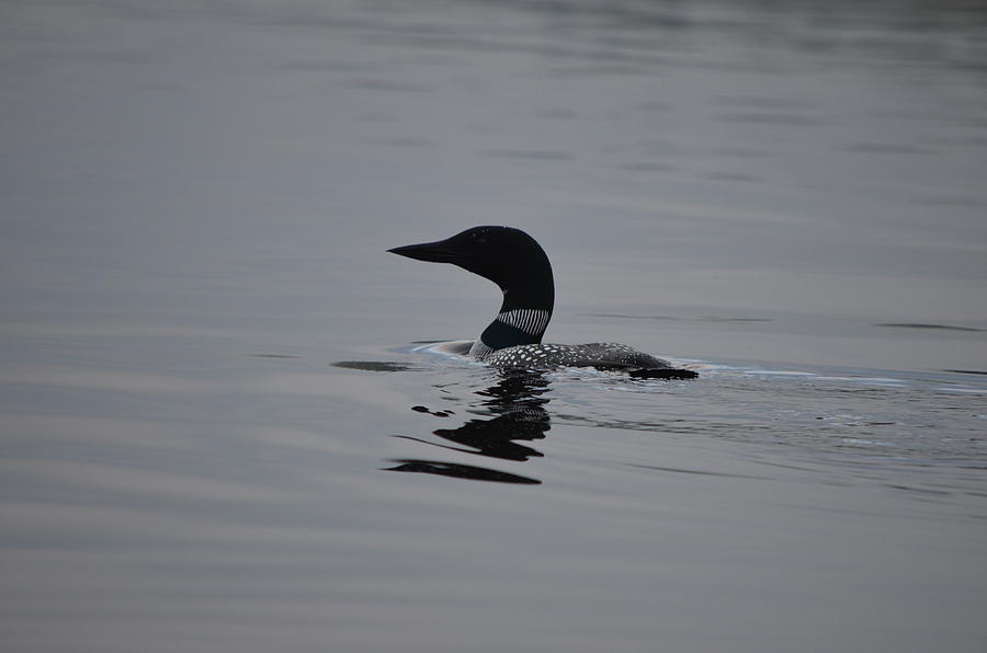 Loon Photograph - Common Loon by James Petersen