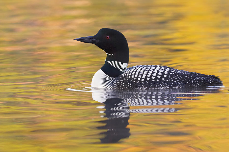 Common Loon Photograph by KenCanning