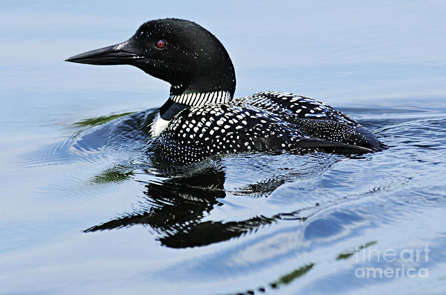 Common Loon Photograph by Larry Ricker