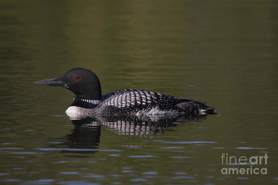 Loon Photograph - Common Loon by Linda Freshwaters Arndt