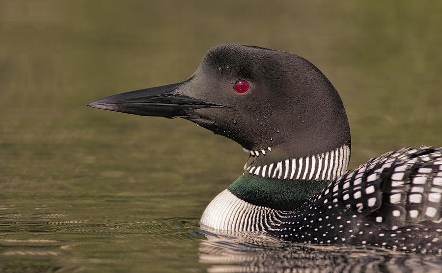 Common Loon Male In Early Light On Calm Water At Eastman Lake In ...