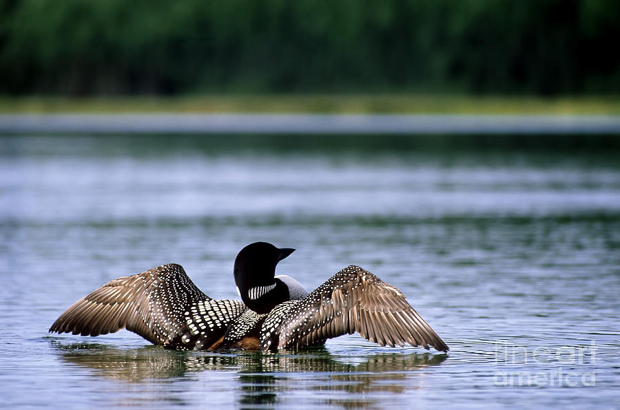 Loon Photograph - Common Loon by Mark Newman