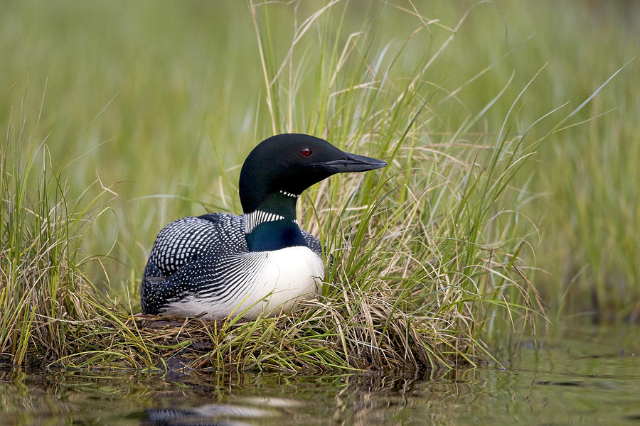 Common Loon Nesting Bc Canada Photograph by Tom Vezo
