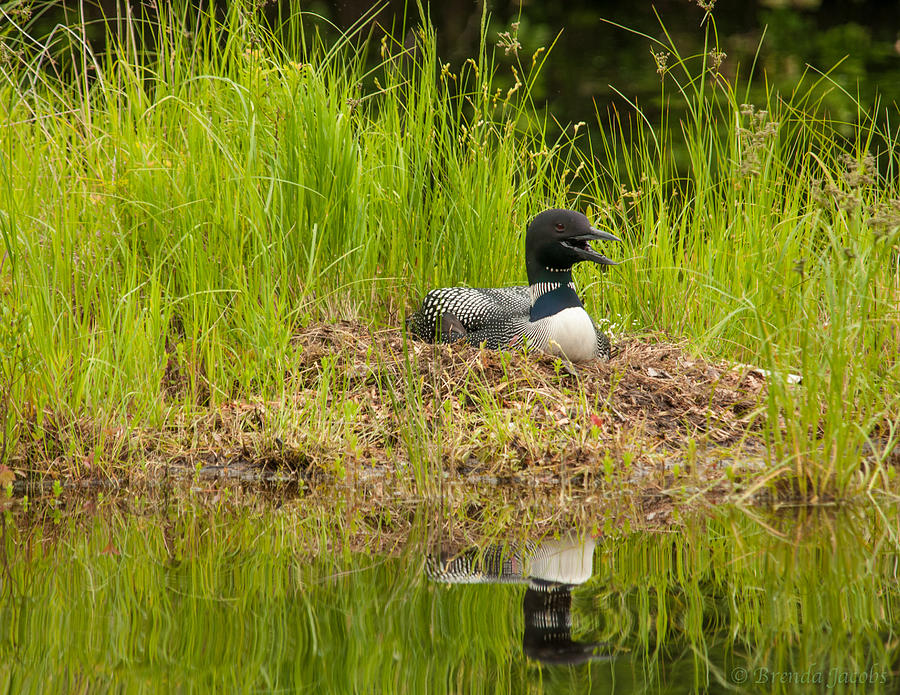 Common Loon Nesting Photograph by Brenda Jacobs