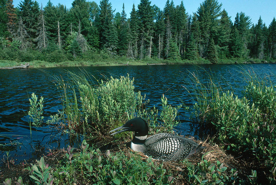 Loon Photograph - Common Loon Nesting by John Mitchell