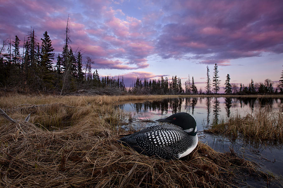 Common Loon On Bog Nest British Columbia Photograph by Connor Stefanison