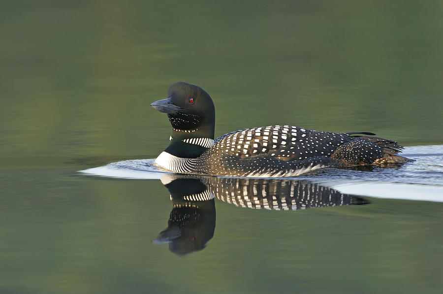 Common Loon On Calm Green Water In New Hampshire Photograph by Jim Fenton