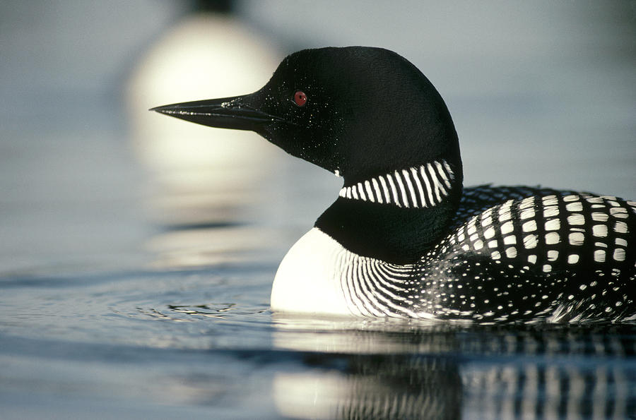 Common Loon On Lake In Summer Wyoming Photograph by Michael Quinton