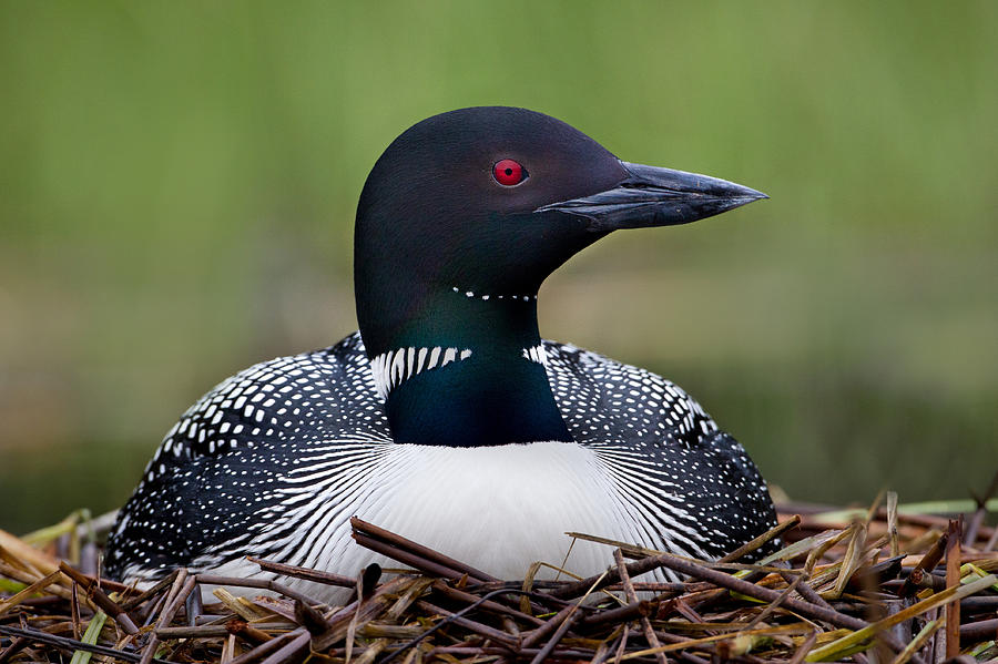 Common Loon On Nest British Columbia Photograph by Connor Stefanison