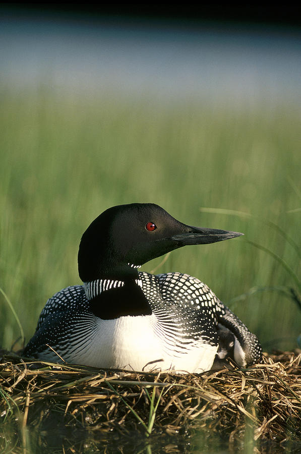 Common Loon On Nest With Old Chick Photograph by Michael Quinton
