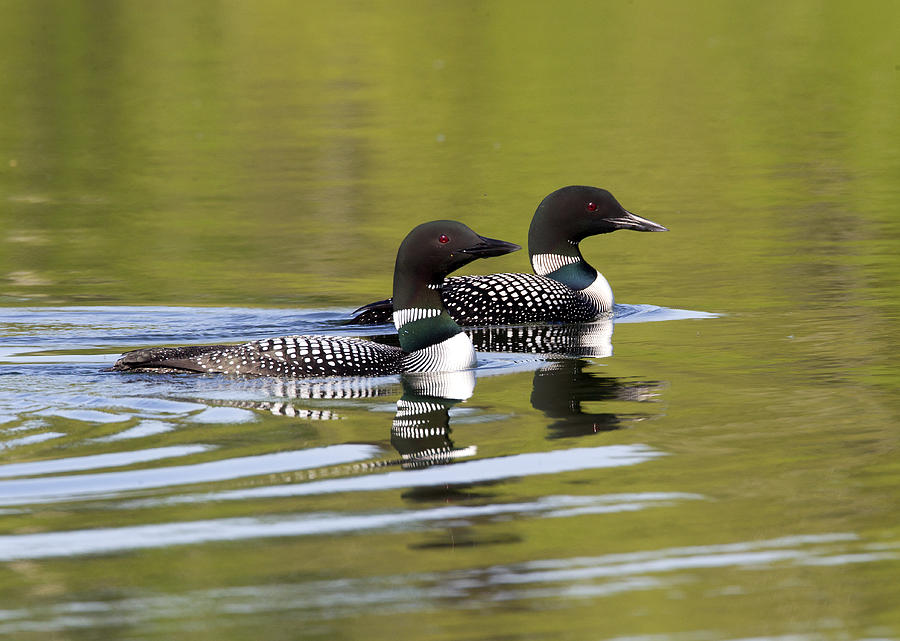 Nature Photograph - Common Loon Pair by Doug Lloyd