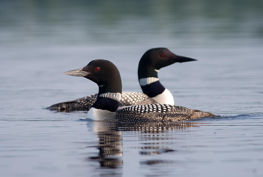 Common Loon Pair Photograph by Gerald DeBoer