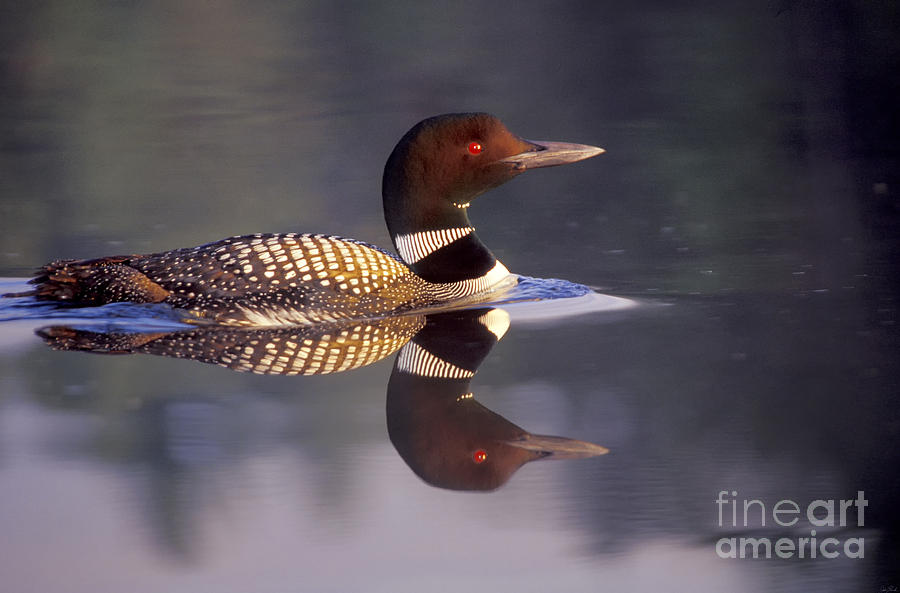 Bird Photograph - Common Loon Reflected by Jim Block