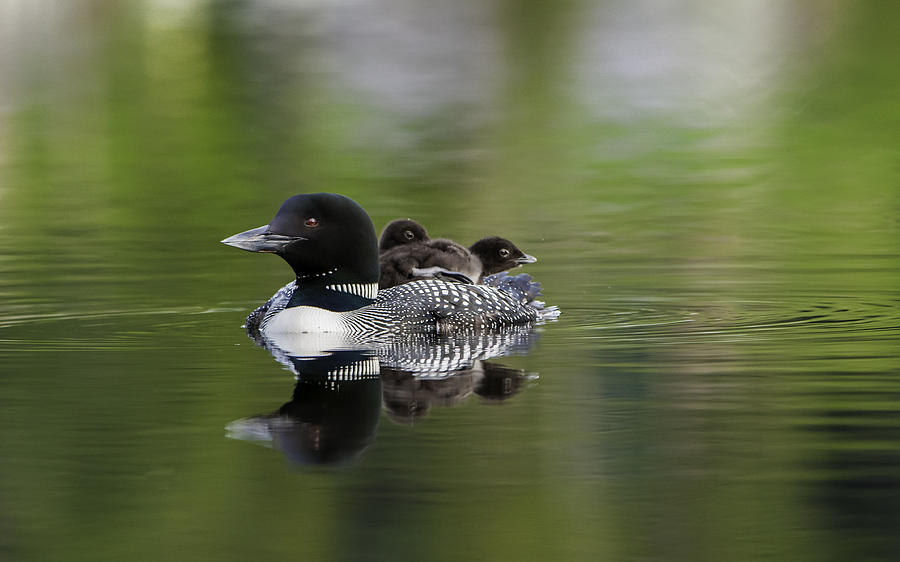 Common Loon With Chicks Photograph