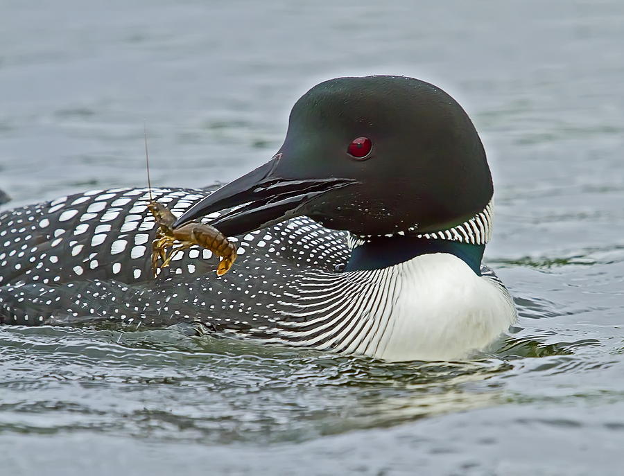 Common Loon with Food Photograph by John Vose