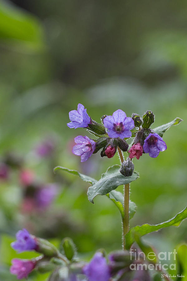 Common lungwort Photograph by Jivko Nakev