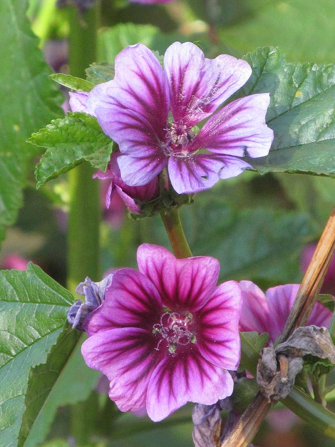 Common Mallow Photograph by Alfred Ng